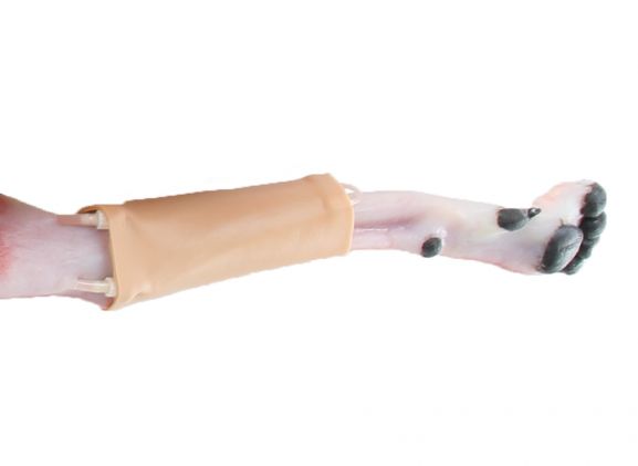 https://jayakelana.jayakelana.id/uploads/product/-123011-canine-hindlimb-skin-3504800bee7ebd7_cover.jpg