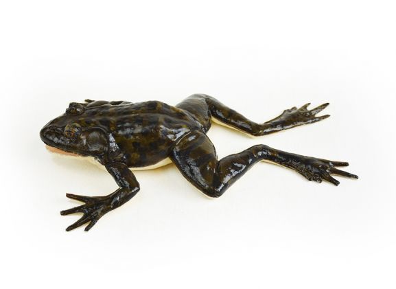 https://jayakelana.jayakelana.id/uploads/product/-124001-synfrog-dissection-model-190921a6e9ea316_cover.jpg