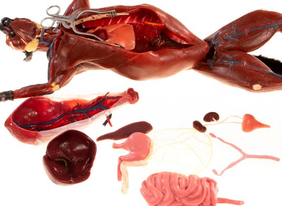 https://jayakelana.jayakelana.id/uploads/product/-126001-copycat-feline-anatomy-80855dc0071595c_cover.png