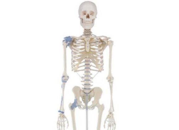 https://jayakelana.jayakelana.id/uploads/product/-3004-skeleton-otto-with-766771bc607ee71_cover.jpg
