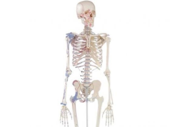 https://jayakelana.jayakelana.id/uploads/product/-3010-skeleton-bert-with-59781e1e382b596_cover.jpg