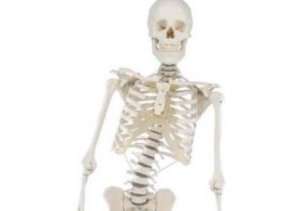 https://jayakelana.jayakelana.id/uploads/product/-3014-skeleton-hugo-with-91071ead11e0060_cover.jpg