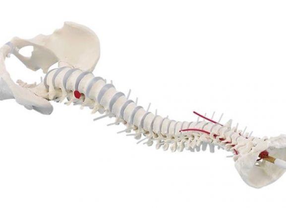 https://jayakelana.jayakelana.id/uploads/product/-4024-standard-spine-with-34360e046ca0196_cover.jpg