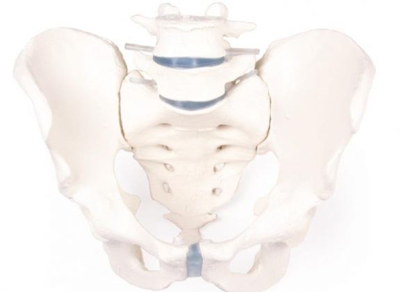 https://jayakelana.jayakelana.id/uploads/product/-4056-male-pelvis-with-458841694471302_cover.jpg