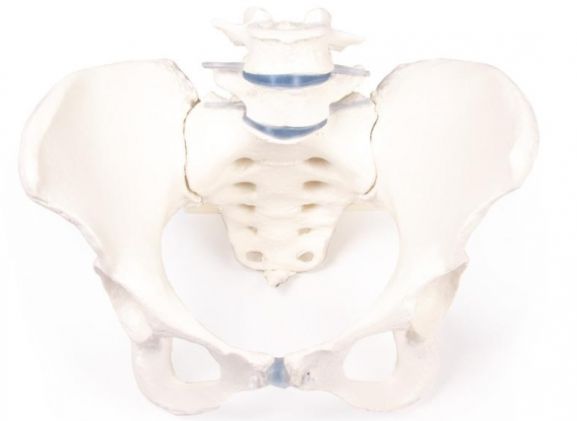 https://jayakelana.jayakelana.id/uploads/product/-4058-female-pelvis-with-12392abf9e9c169_cover.jpg