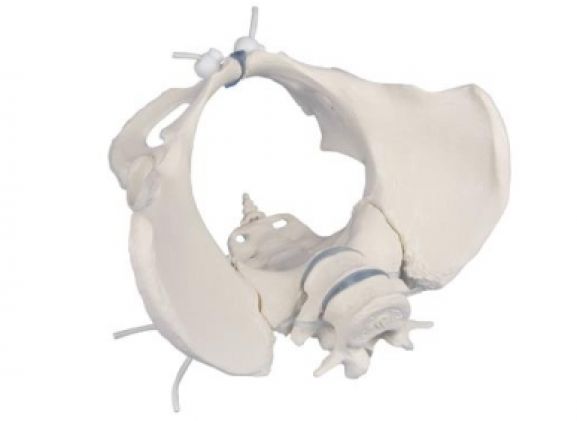 https://jayakelana.jayakelana.id/uploads/product/-4058g-female-pelvis-with-13340fab04c8bea_cover.jpg