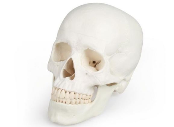 https://jayakelana.jayakelana.id/uploads/product/-4500-skull-model-3-95044f125b7bf2c_cover.jpg