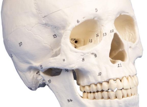 https://jayakelana.jayakelana.id/uploads/product/-4505-skull-model-3-part--25455f6151c21c4_cover.jpg