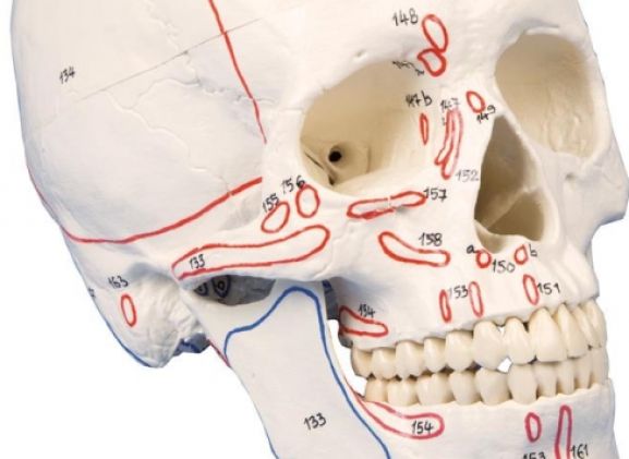 https://jayakelana.jayakelana.id/uploads/product/-4509-skull-model-3-part--78162e33660c210_cover.jpg