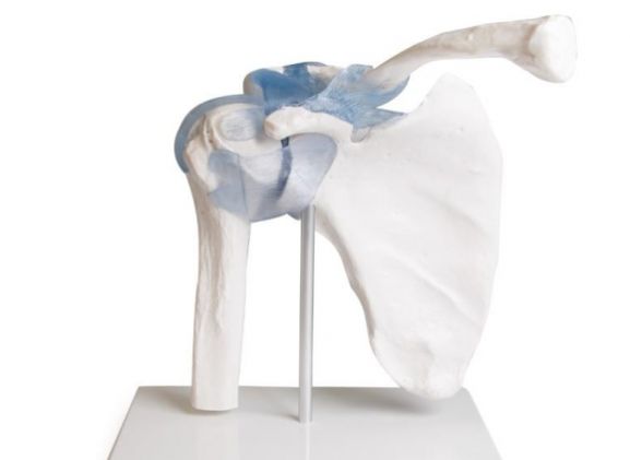 https://jayakelana.jayakelana.id/uploads/product/-4550-shoulder-joint-with-301636d6db8d68b_cover.jpg