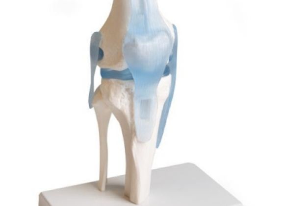 https://jayakelana.jayakelana.id/uploads/product/-4552-knee-joint-with-295908a9438034a_cover.jpg