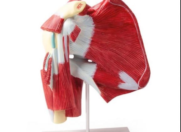 https://jayakelana.jayakelana.id/uploads/product/-4569-model-of-shoulder-49013394441c118_cover.jpg