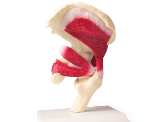 https://jayakelana.jayakelana.id/uploads/product/-4663-hip-joint-life-20362fae9a7c01a_cover.jpg
