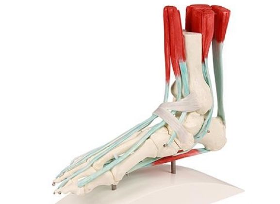 https://jayakelana.jayakelana.id/uploads/product/-6052-foot-skeleton-with-57574329dee2e20_cover.jpg