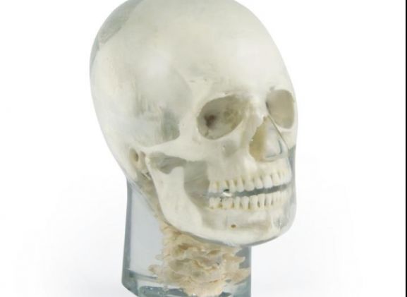https://jayakelana.jayakelana.id/uploads/product/-7300-x-ray-phantom-head-788086d6d940225_cover.jpg