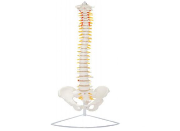 https://jayakelana.jayakelana.id/uploads/product/-a-104268-axis-scientific-life-size-2445554ab34995e_cover.png