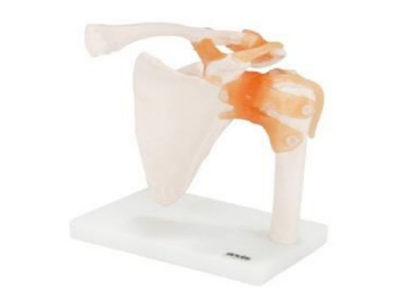 https://jayakelana.jayakelana.id/uploads/product/-a-104273-axis-scientific-flexible-407282878d122c4_cover.png