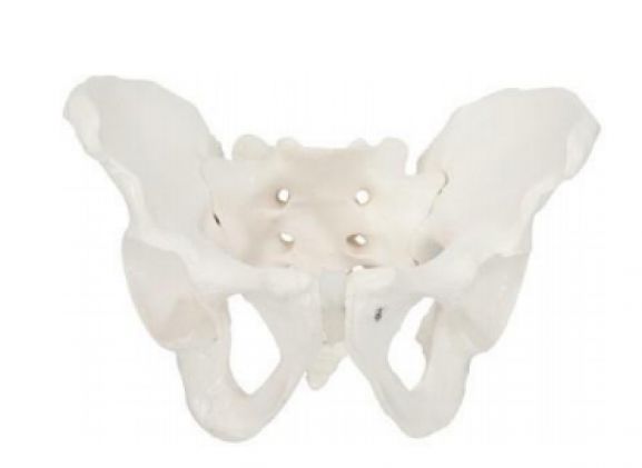 https://jayakelana.jayakelana.id/uploads/product/-a-104275-axis-scientific-male-37421c45a038715_cover.png