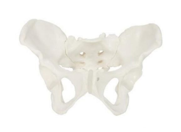 https://jayakelana.jayakelana.id/uploads/product/-a-104276-axis-scientific-wanita-48152c40c15b997_cover.png