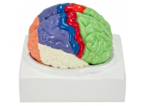 https://jayakelana.jayakelana.id/uploads/product/-a-104278-axis-scientific-life-size-49904bd8103cb89_cover.png