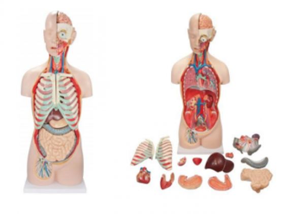 https://jayakelana.jayakelana.id/uploads/product/-a-104283-axis-scientific-18-84222df3595fd7e_cover.png