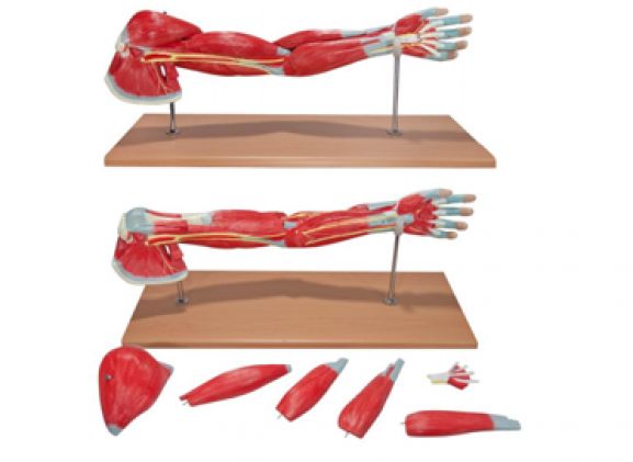 https://jayakelana.jayakelana.id/uploads/product/-a-104284-axis-scientific-premium-8689277f09eac96_cover.png