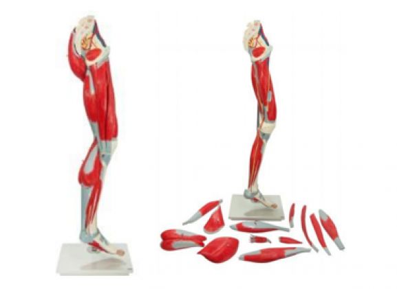 https://jayakelana.jayakelana.id/uploads/product/-a-104285-axis-scientific-premium-6713361fdba6c27_cover.png