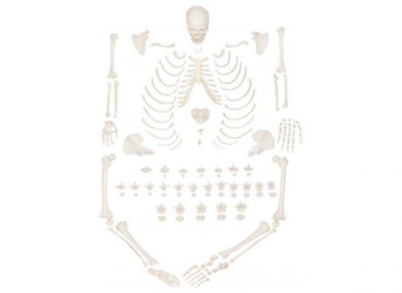 https://jayakelana.jayakelana.id/uploads/product/-a-104406-axis-scientific-lengkap-94837050f0ab4c5_cover.png
