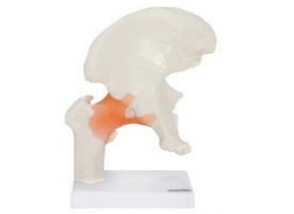 https://jayakelana.jayakelana.id/uploads/product/-a-105164-axis-scientific-flexible-788465da6825c83_cover.png