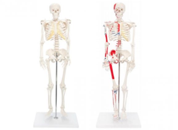 https://jayakelana.jayakelana.id/uploads/product/-a-105168-a-105170-axisscientificminiaturehumanskeleton-painted-skeleton-93229857e20c8ae_cover.png