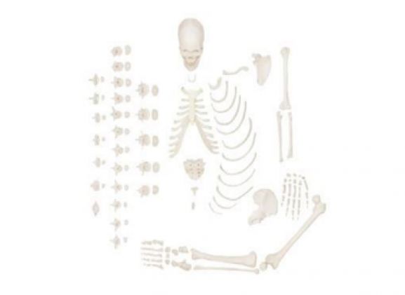 https://jayakelana.jayakelana.id/uploads/product/-a-105171-axis-scientific-half-9062860abf71404_cover.png