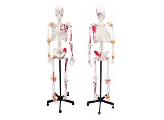 https://jayakelana.jayakelana.id/uploads/product/-a-105172-axis-scientifichuman-skeletonwith-17593ce415f5751_cover.png