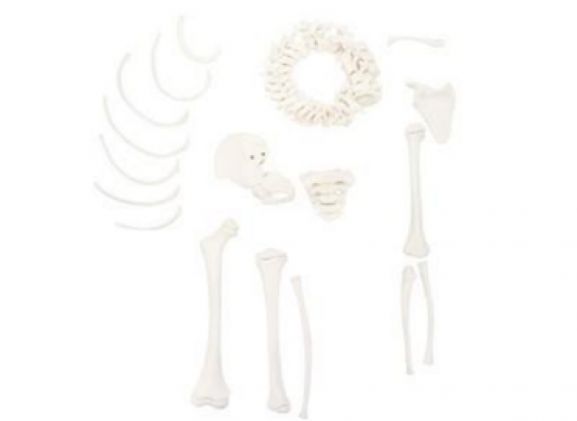 https://jayakelana.jayakelana.id/uploads/product/-a-105176-axis-scientific-disarticulatedhalf-57209179176ba02_cover.png
