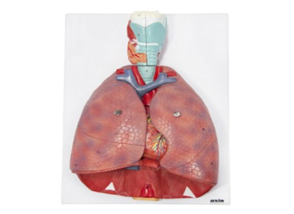 https://jayakelana.jayakelana.id/uploads/product/-a-105184-axis-scientific-7-bagian-36806c311e1a582_cover.png