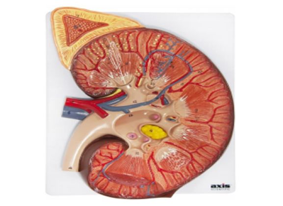 https://jayakelana.jayakelana.id/uploads/product/-a-105185-axis-scientific-kidney-13326ffda2ea259_cover.png