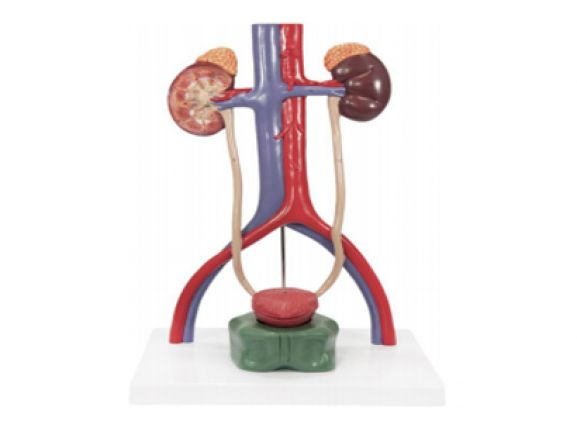 https://jayakelana.jayakelana.id/uploads/product/-a-105186-axis-scientific-urinary-99000a0f02c46b6_cover.png