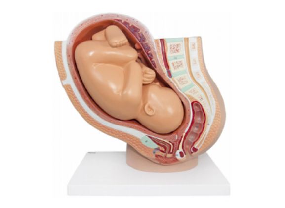https://jayakelana.jayakelana.id/uploads/product/-a-105189-axis-scientific-pregnancy-154785094ebbdf1_cover.png
