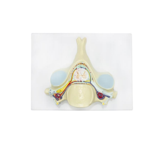 (A-105191) AXIS SCIENTIFIC 5TH CERVICAL VERTEBRA