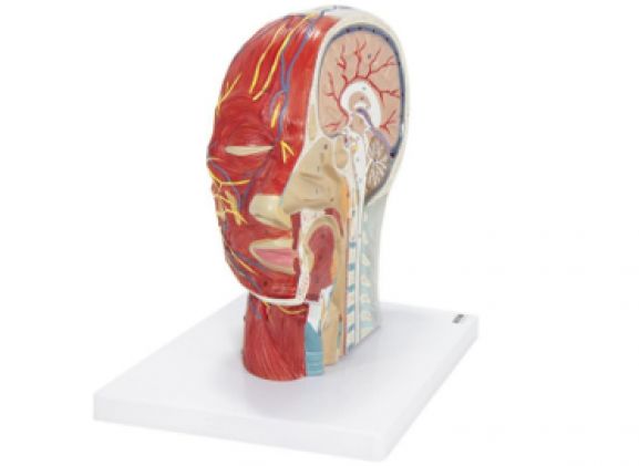 https://jayakelana.jayakelana.id/uploads/product/-a-105192-axis-scientific-half-9796320ee2a6720_cover.png