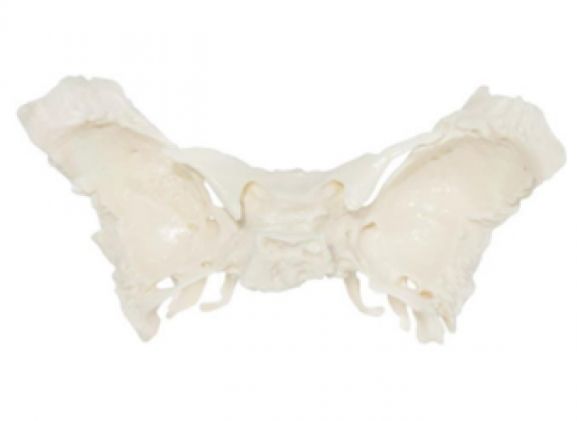 https://jayakelana.jayakelana.id/uploads/product/-a-105195-tulang-spehnoid-ilmiah-868055a2ded3a5e_cover.png