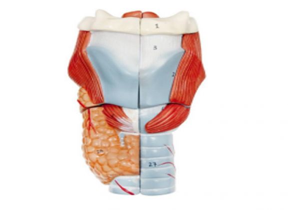 https://jayakelana.jayakelana.id/uploads/product/-a-105302-axis-scientific-5-part-285510cee907c84_cover.png