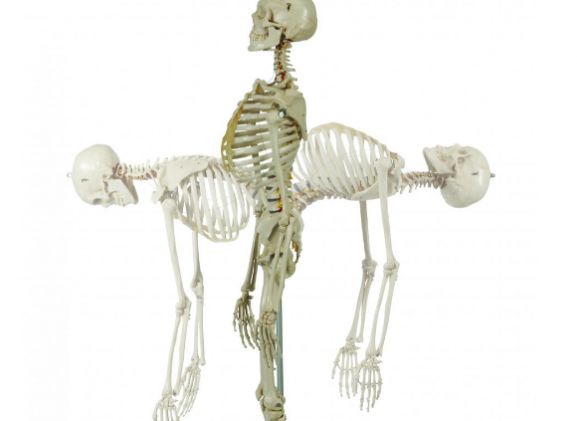 https://jayakelana.jayakelana.id/uploads/product/-a200-2-anatomical-model-flexible-54200f4f3635872_cover.png