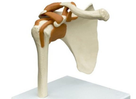 https://jayakelana.jayakelana.id/uploads/product/-a250-anatomical-model--61671699a6728cf_cover.png