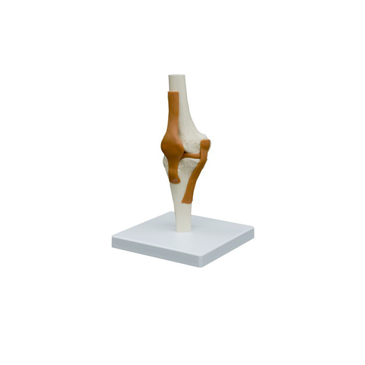 (A252) ANATOMICAL MODEL - KNEE JOINT 