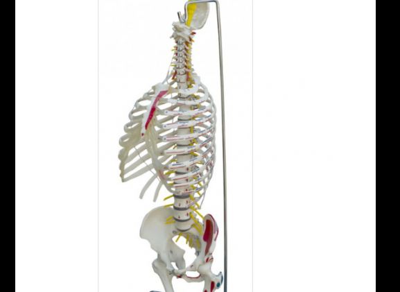 https://jayakelana.jayakelana.id/uploads/product/-a266-spine-with-rib-41467836158661c_cover.png