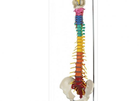 https://jayakelana.jayakelana.id/uploads/product/-a273-dorn-s-spine-93490f38830e921_cover.png