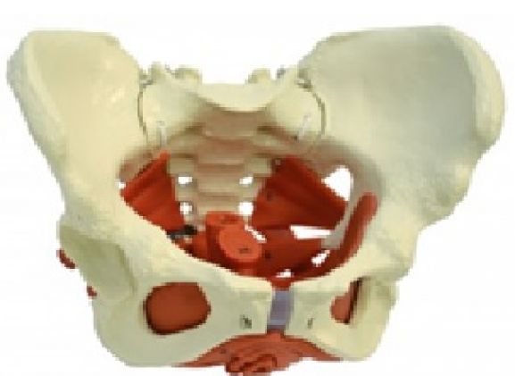 https://jayakelana.jayakelana.id/uploads/product/-a276-model-anatomi--543612aea14fcb7_cover.jpg