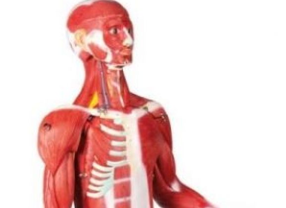https://jayakelana.jayakelana.id/uploads/product/-b160-muscular-figure-30-89781a732376233_cover.jpg