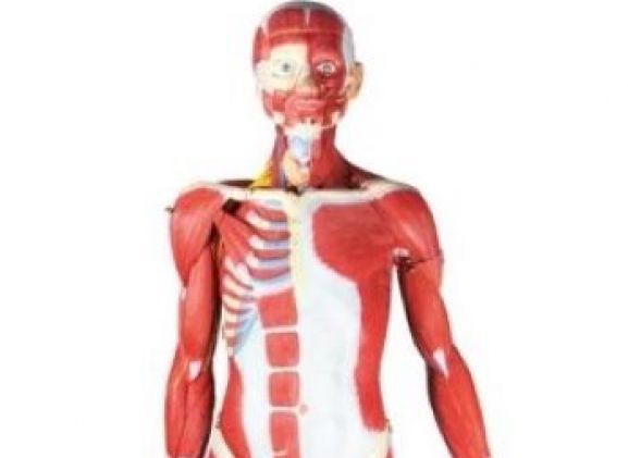 https://jayakelana.jayakelana.id/uploads/product/-b190-muscular-figure-2-3-5569450d3c7f789_cover.jpg