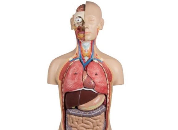 https://jayakelana.jayakelana.id/uploads/product/-b235-torso-with-open-58227e09db3611a_cover.jpg
